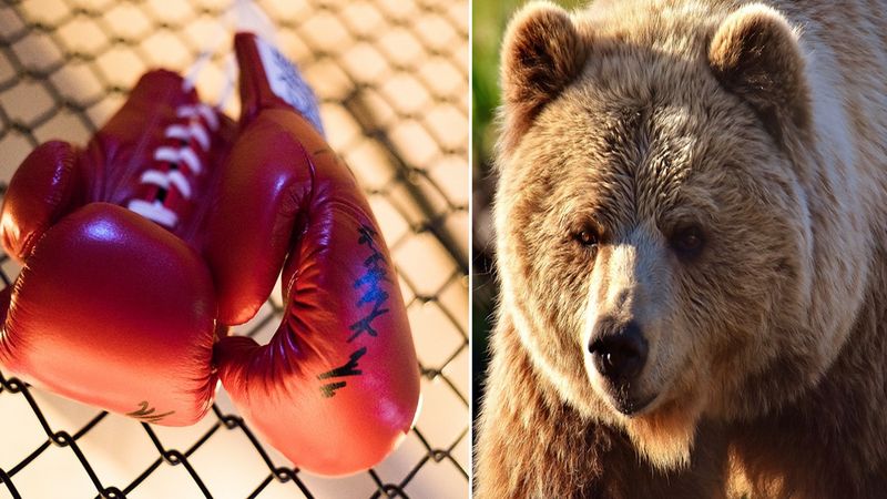 Ubrał rękawice bokserskie i stanął w ringu naprzeciw niedźwiedzia. Chciał z nim walczyć
