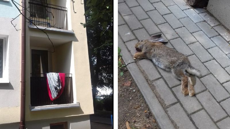 Wyrzucił królika przez balkon. Jego zwłoki znalazła bawiąca się na dworzu dziewczynka