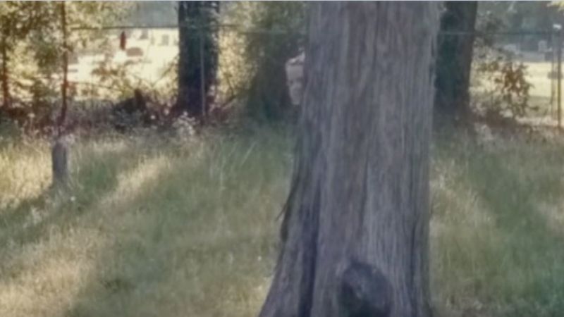 Zdjęcie z Google Maps przeraża! Na cmentarzu za drzewem widać ducha dziecka