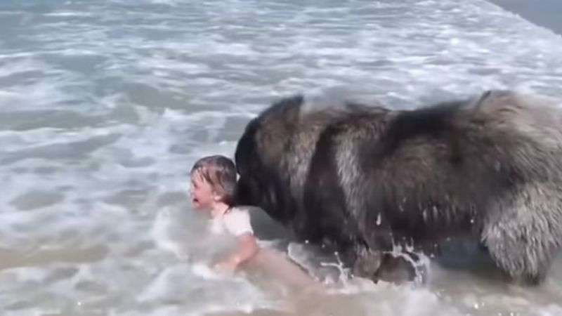 Pies bacznie obserwował dziewczynkę bawiącą się w morzu. Gdy myślał, że tonie, zaczął ją ratować