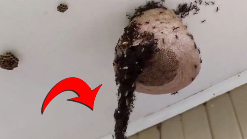 Miliony mrówek zaatakowały gniazdo os. Z własnych ciał utworzyły sporą konstrukcję