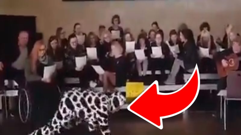 Nagranie nauczycieli robi furorę w sieci. Osoba przebrana za krowę skradła całą uwagę!