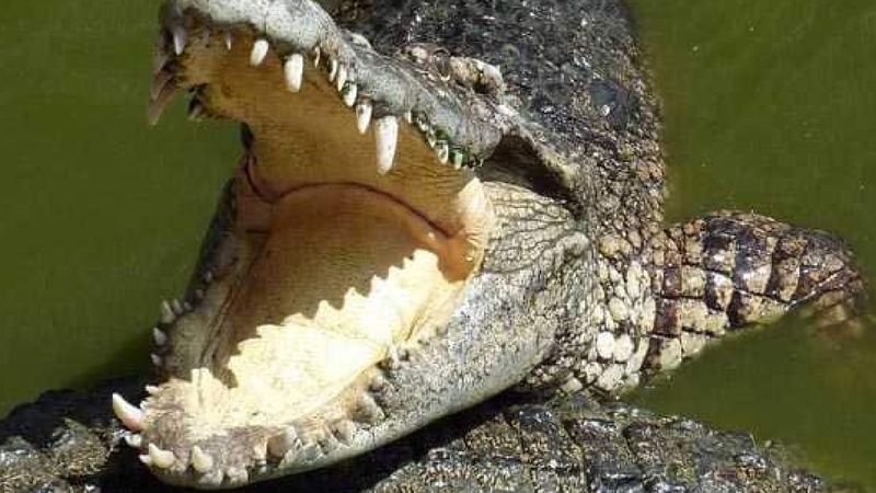 Krokodyl rozszarpał 10-latka na oczach rodzeństwa. Malec nie miał najmniejszych szans