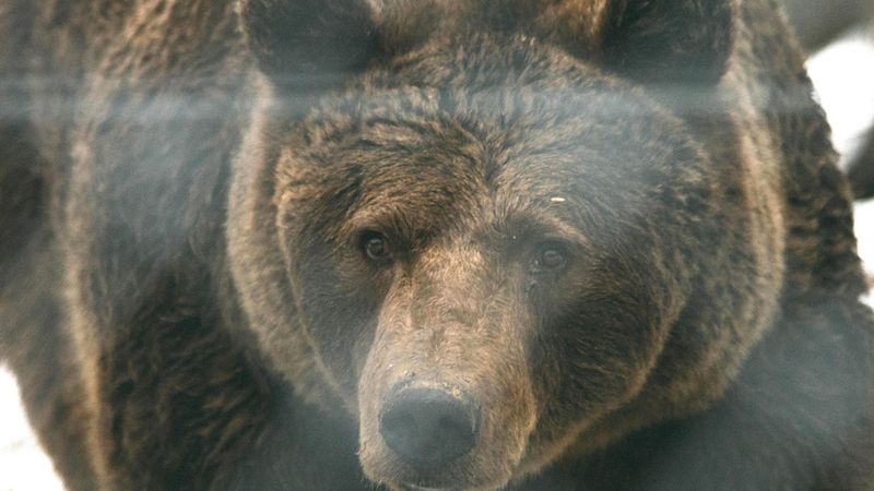 Horror w drodze na szczyt. Niedźwiedź zaatakował parę polskich turystów