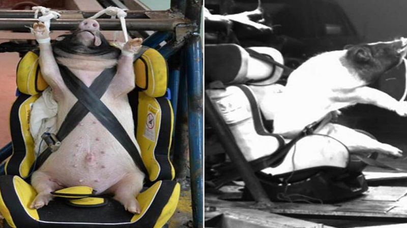 Żywe świnie wykorzystywane w crash-testach. Zwierzęta ginęły w męczarniach