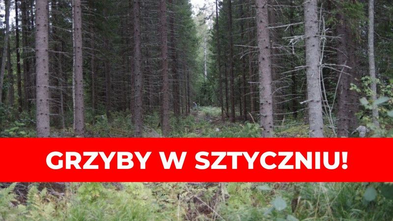 Anomalia w przyrodzie! Jest styczeń a w lasach pojawiły się grzyby