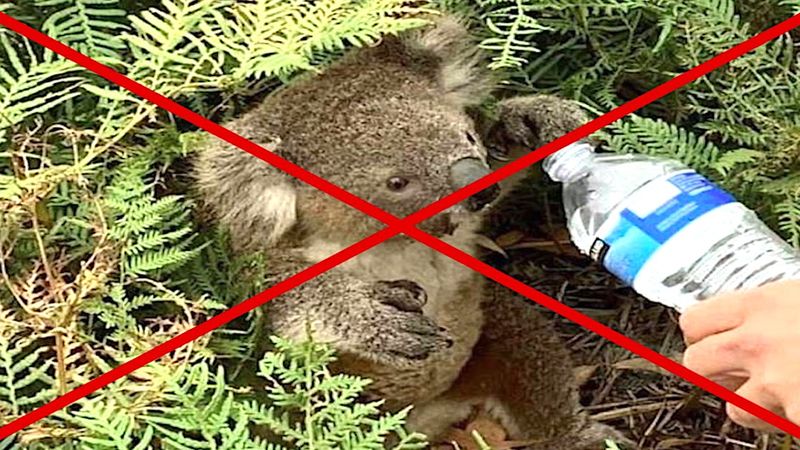 nie podawajcie koalom wody