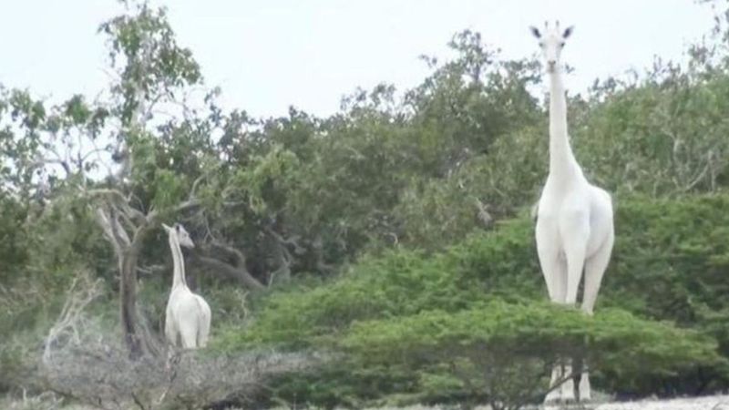 zabito ostatnie białe żyrafy