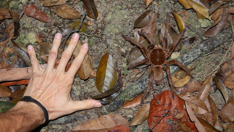 Największy pająk na świecie