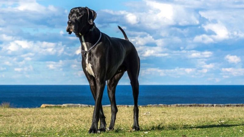 Największy pies