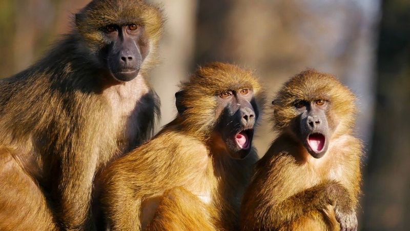 Małpy ukradły próbki krwi