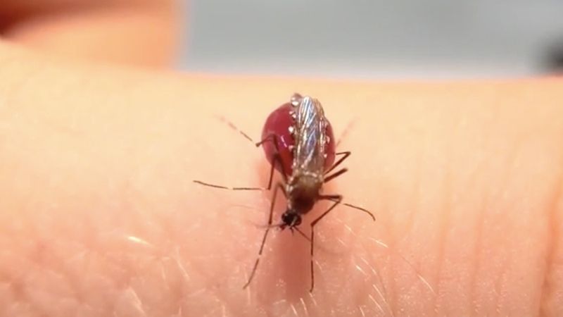 Komarzyca nie zna litości i… umiaru. To się nazywa zachłanność
