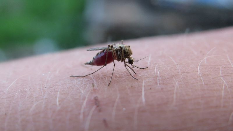 Komary przenoszą groźną chorobę