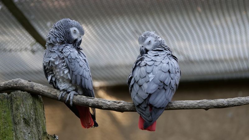 chamskie papugi obrażają zwiedzających