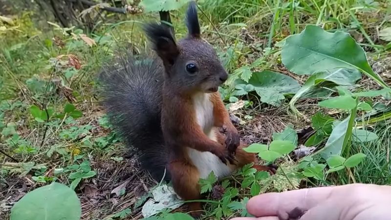 Wiewiórka „zawiesiła się” podczas jedzenia. Słodkie zwierzątko podbija Internet