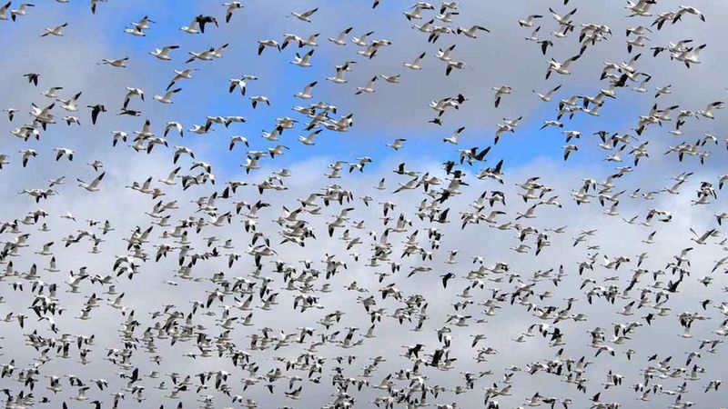 Tysiące zakażonych ptaków leci w kierunku Polski. Minister wydał ostrzeżenie