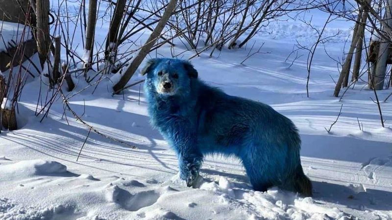 niebieskie psy w Rosji