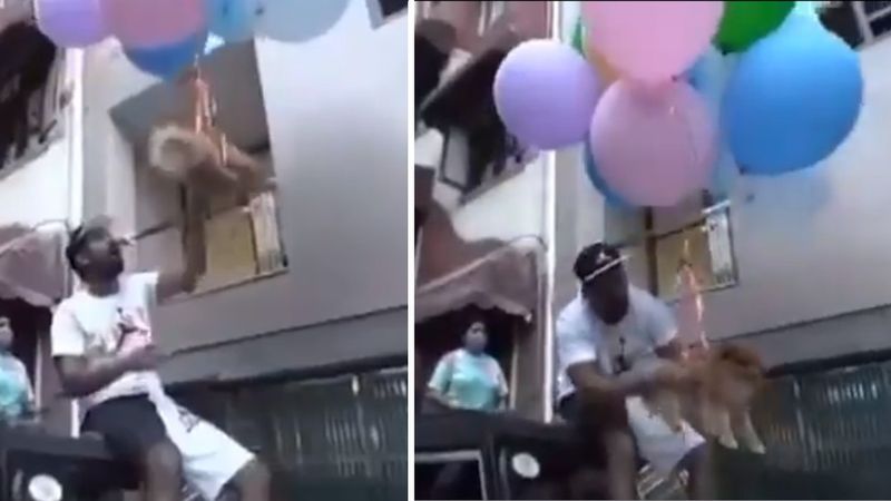 youtuber przywiązał psa do balonów