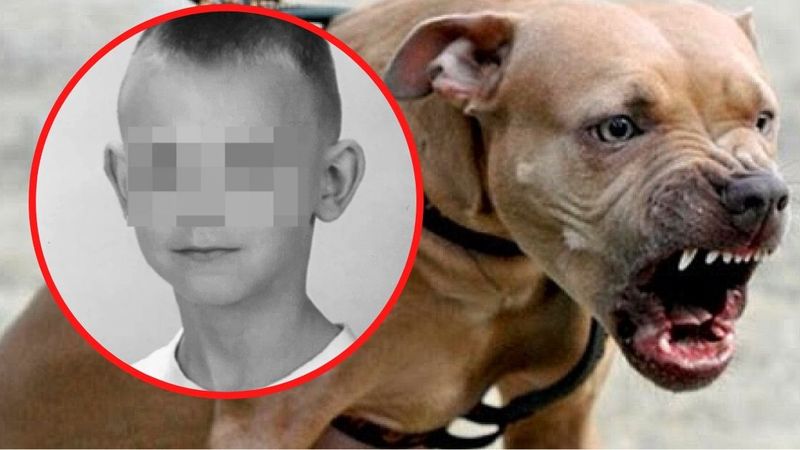12-letni Kamil został zagryziony przez pitbulla. Właściciel usłyszał zarzuty