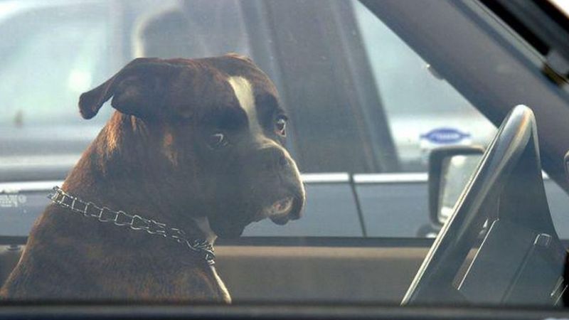 Zostawił psa w nagrzanym samochodzie. Policja szuka „mądrego” właściciela