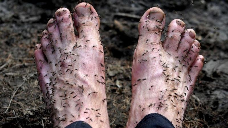 Komary pożerają ludzi żywcem