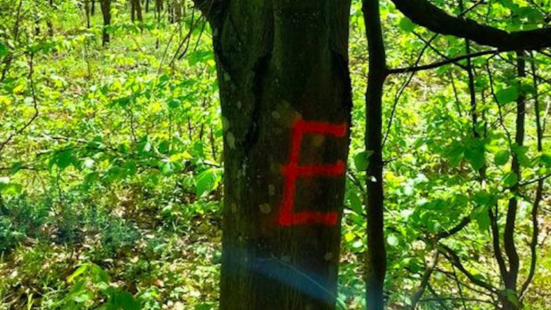 Tajemnicze znaki na leśnych drzewach