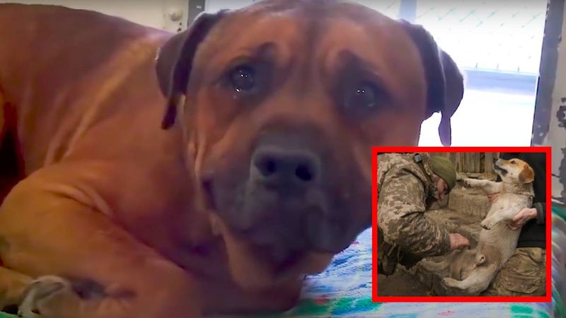 Rosyjscy żołnierze jedzą psy na Ukrainie