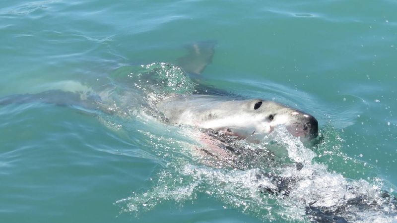 rekiny zabiły dwie turystki