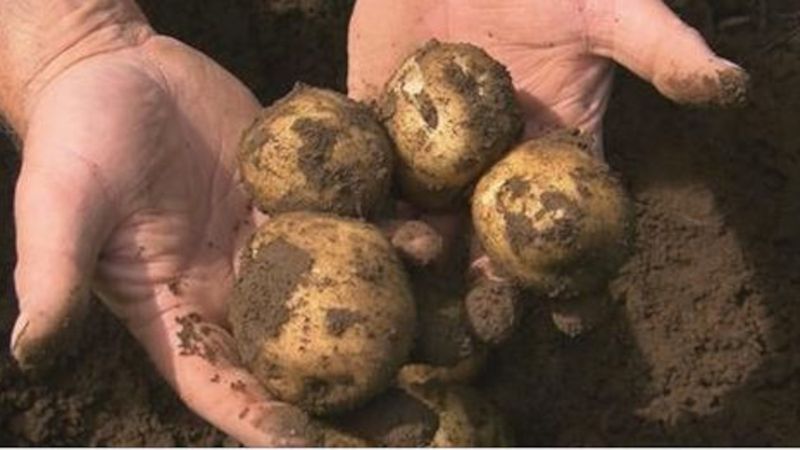 Gnijące ziemniaki zabiły rodzinę 8-latki