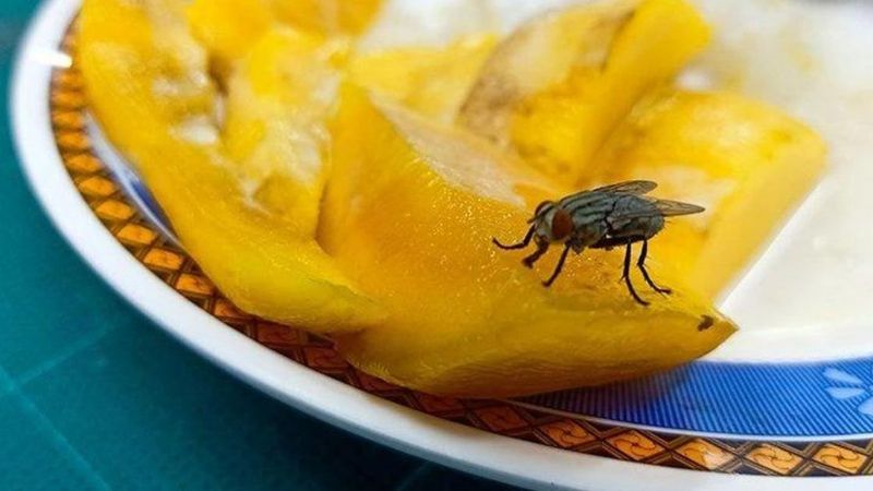 Obrzydliwa prawda – o tym co dzieje się, gdy mucha siada na Twoim jedzeniu