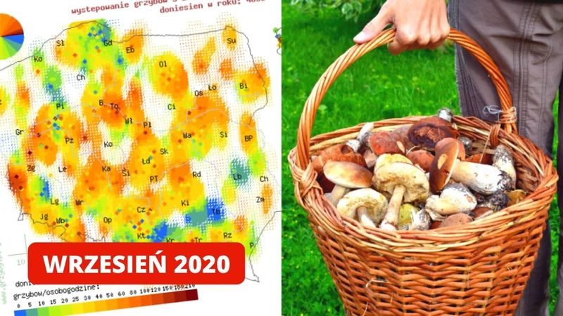 Miejsca w Polsce, w których będzie wrześniowy wysyp grzybów. Mamy dokładną mapę!