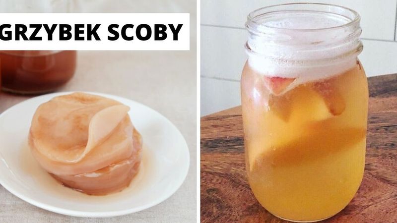 Kombucha podbija świat! Jeden z najzdrowszych napojów na świecie przygotujesz również w domu