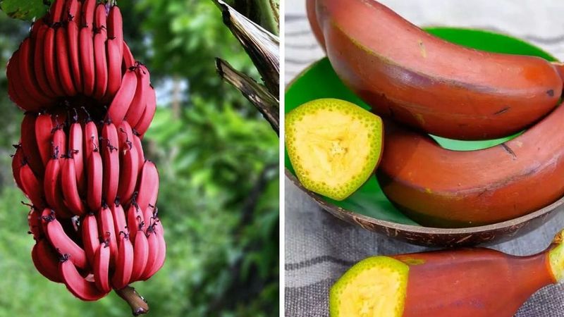 7 korzyści, jakie płyną z jedzenia czerwonych bananów. Dorzuć je do swojego koszyka!