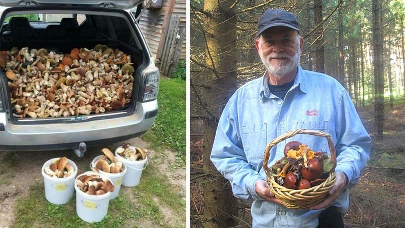 Doświadczeni grzybiarze zdradzają miejsca w lesie, w których zawsze znajdują dorodne okazy
