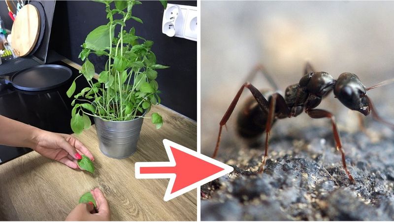 Jak pozbyć się mrówek z kuchni w szybki i łatwy sposób