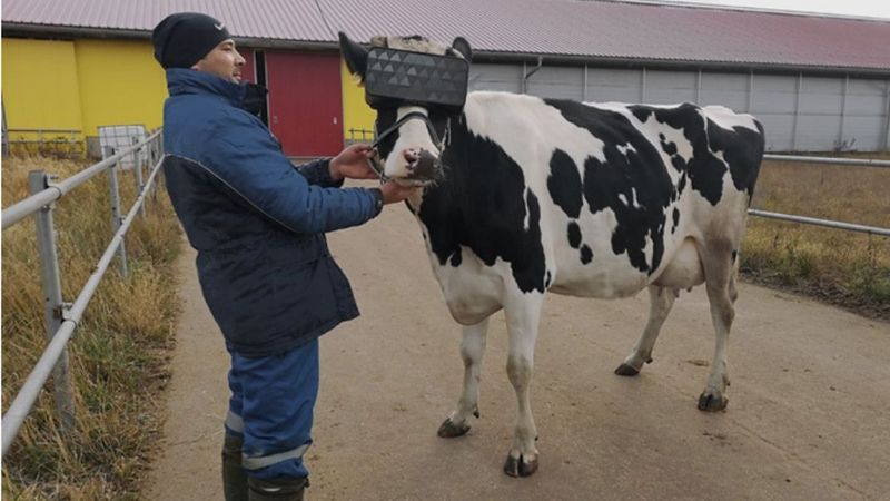 Rolnik zainwestował w zestawy VR dla swoich krów. Podobno „zmniejszają niepokój”