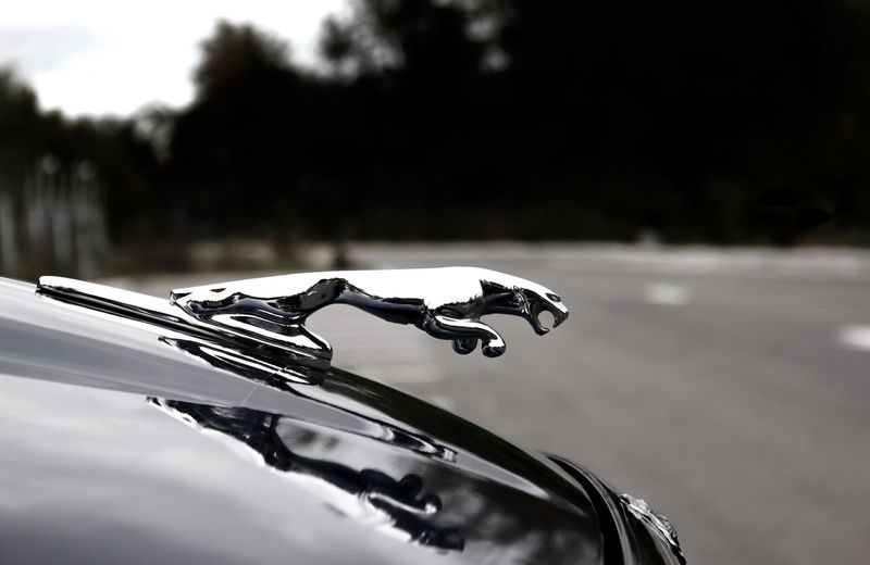 Jaguar