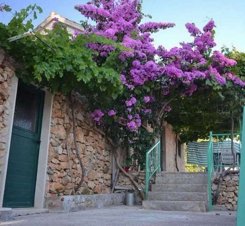 Apartments With Parking Space Murvica, Brač - 23462 Murvica - foto 1