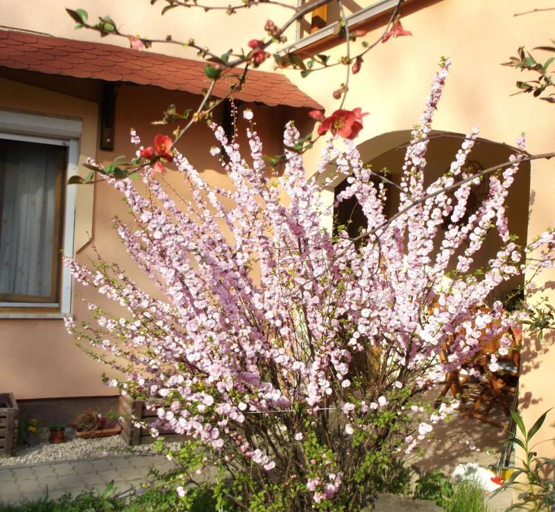 Rózsa Vendégház Szálka - foto 1