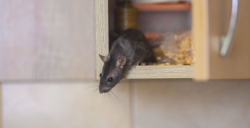 Jak pozbyć się szczurów i myszy z domu?