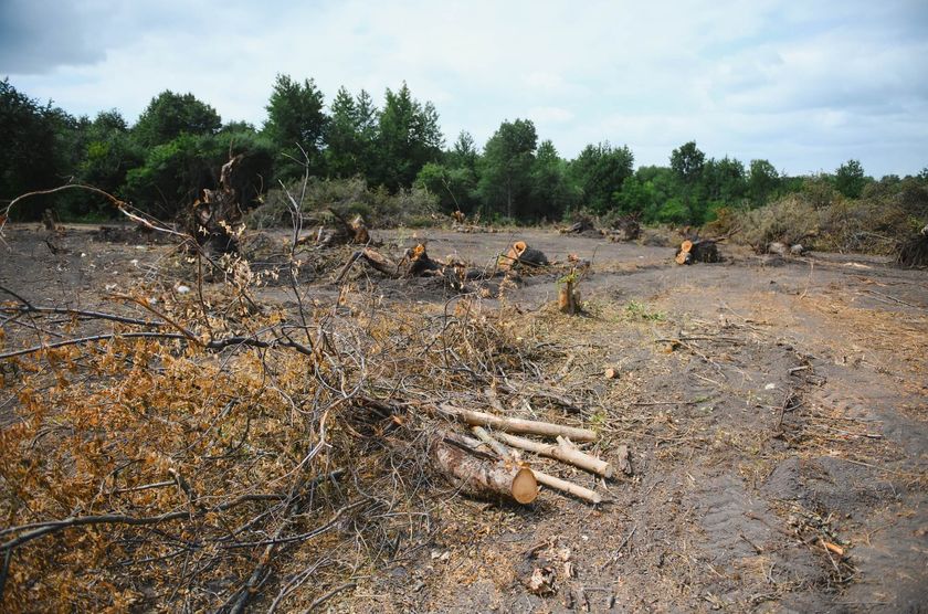 teren na którym trwa karczowanie działki pod dom - zdjęcie 1