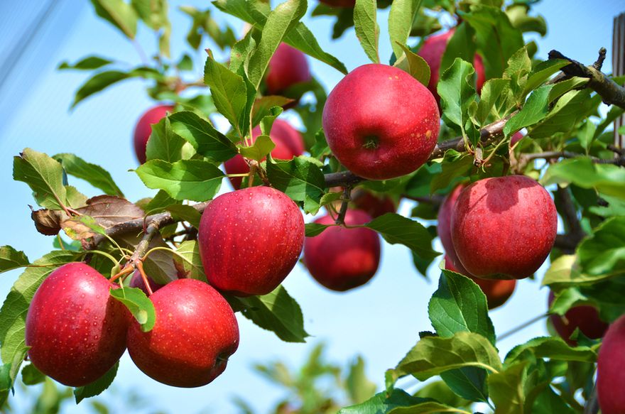 Regionalne produkty, z których możemy być dumni