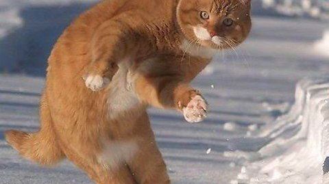 Dodatki do Shaun White Snowboarding
