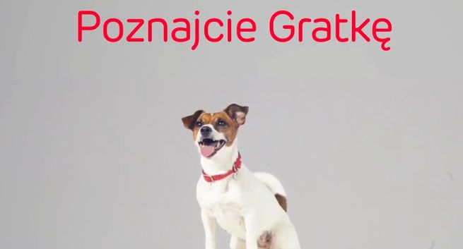 Pies Gratka szuka w kampanii serwisu Gratka.pl (case study)