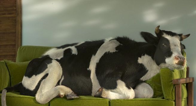 Krowa „z natury na kanapkę” w kampanii serków Łaciatych