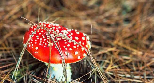 Ekspertka: wystarczy jeden muchomor sromotnikowy, by umrzeć