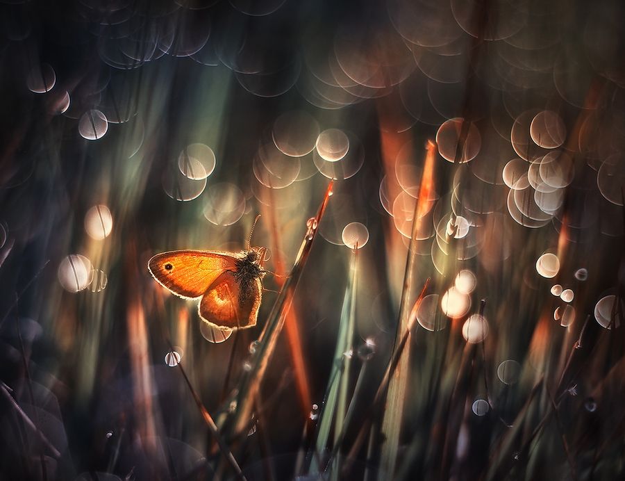 Fotografia makro - praktyczne porady dla początkujących [poradnik]