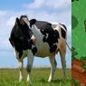Anatomia plotki, czyli fakty kontra media. Dotacje na krowy z FarmVille? To bzdura!