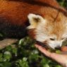 W skrócie: Kosmiczna kanapka, cenny mural Banksy'ego, Firefox 19 z przeglądarką PDF