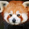 Firefox 13 już jest! Jakie są najważniejsze zmiany?